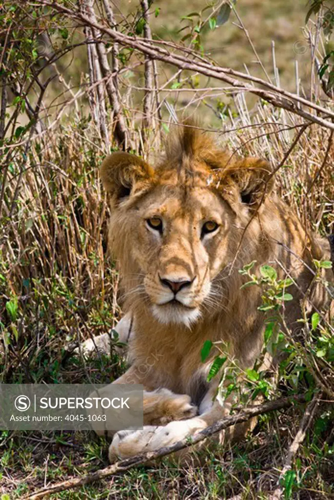 Kenya, Masai Mara National Reserve, Close-up of Young lion (Panthera leo)