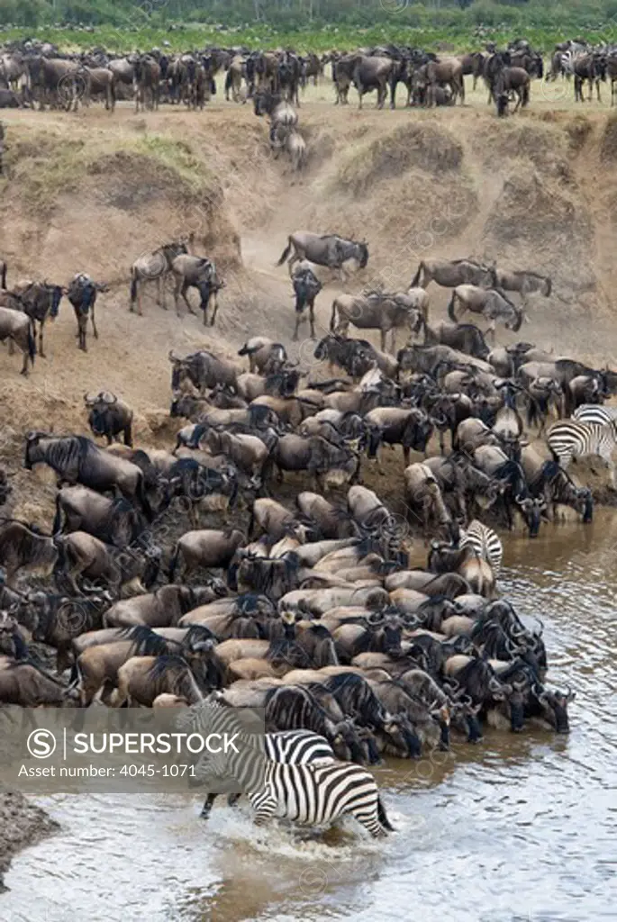 Kenya, Masai Mara National Reserve, Herd of blue wildebeest (brindled gnu) (Connochaetes taurinus) and common zebras (Burchelli's zebra) (Equus burchelli) drinking at Mara River