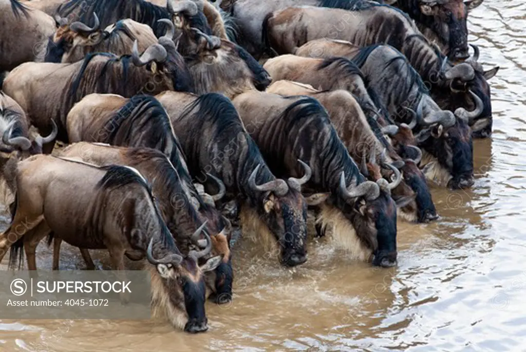 Kenya, Masai Mara National Reserve, Herd of blue wildebeest (brindled gnu) (Connochaetes taurinus) drinking at Mara River