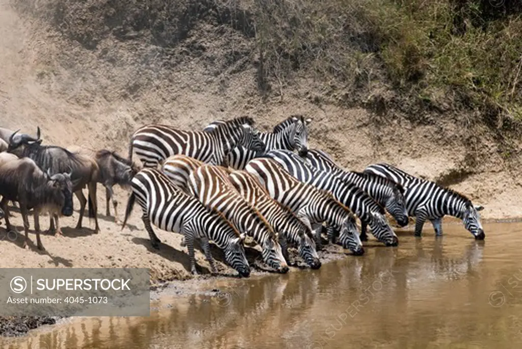 Kenya, Masai Mara National Reserve, Common zebras (Burchell's zebra) (Equus burchelli) drinking at Mara River