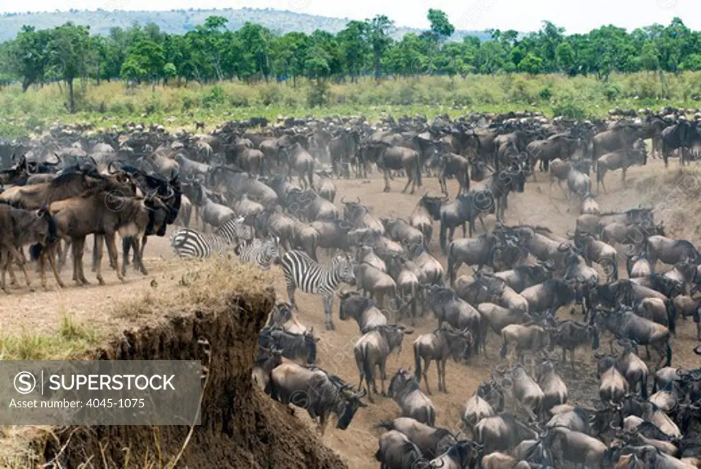 Kenya, Masai Mara National Reserve, Herd of blue wildebeest (brindled gnu) (Connochaetes taurinus) at Mara River