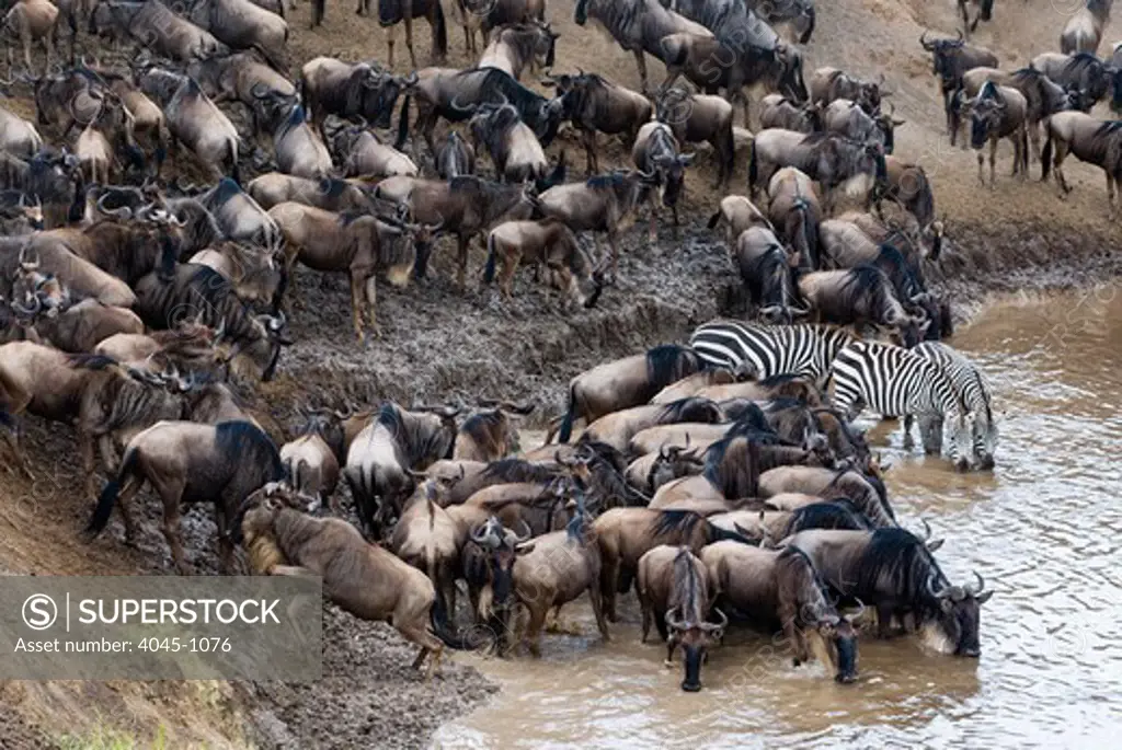 Kenya, Masai Mara National Reserve, Herd of blue wildebeest (brindled gnu) (Connochaetes taurinus) and common zebras (Burchell's zebra) (Equus burchelli) drinking at Mara River