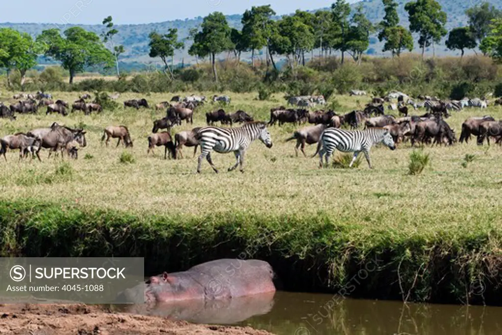 Kenya, Masai Mara National Reserve, Hippopotamus, (Hippopotamus amphibius) and Blue wildebeest (brindled gnu) (Connochaetes taurinus) on riverbank