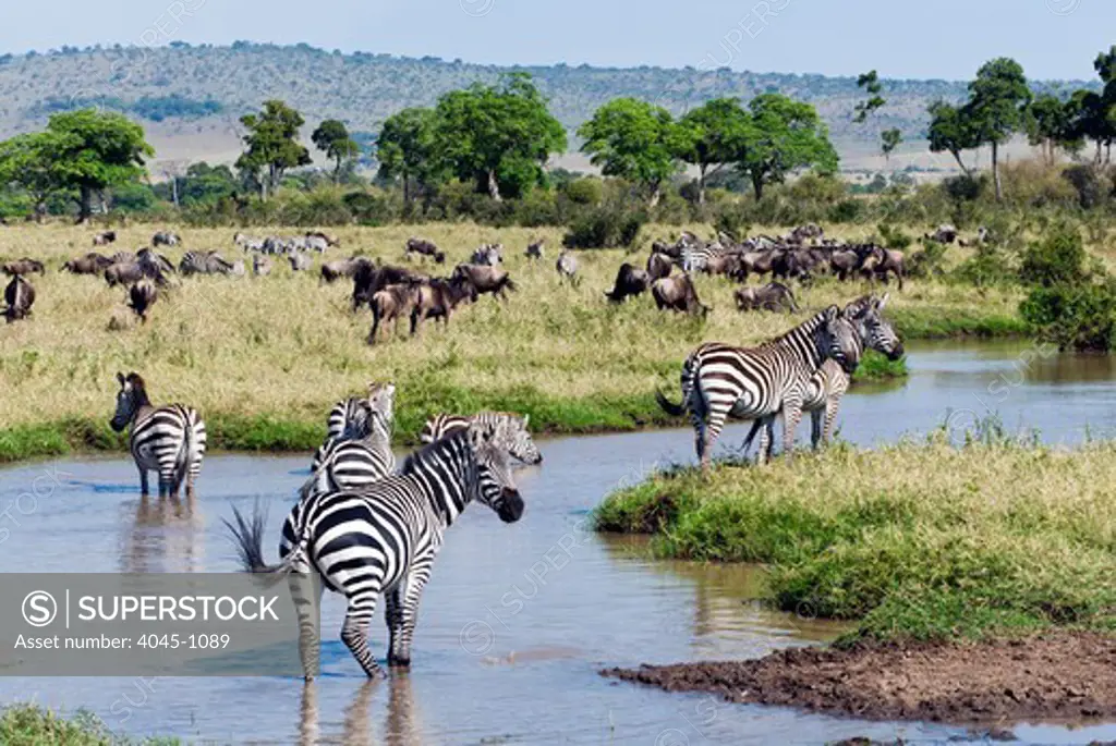 Kenya, Masai Mara National Reserve, Landscape with Common zebra (Burchell's zebra) (Equus burchelli) and Wildebeest (Connochaetes taurinus)