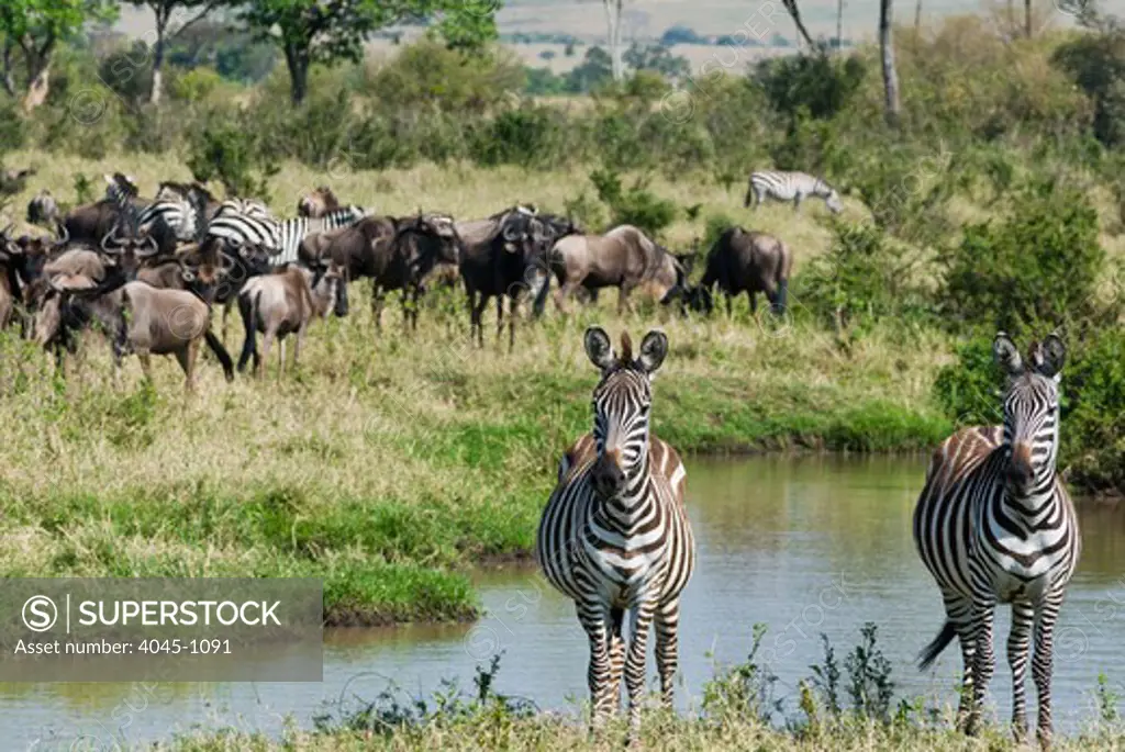 Kenya, Masai Mara National Reserve, Landscape with Common zebra (Burchell's zebra) (Equus burchelli) and Wildebeest (Connochaetes taurinus)