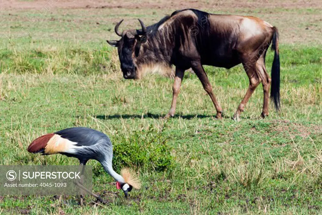 Kenya, Masai Mara National Reserve, Grey crowned crane (Southern crowned crane) (Balearica regulorum) and Blue wildebeest (brindled gnu) (Connochaetes taurinus) on field