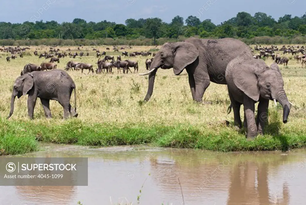 Kenya, Masai Mara National Reserve, African elephants (Loxodonta africana) on field
