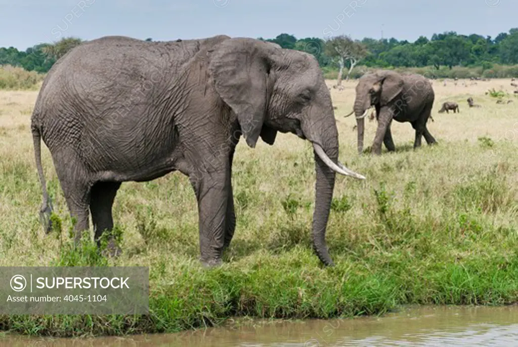 Kenya, Masai Mara National Reserve, Side view of African elephant (Loxodonta africana)
