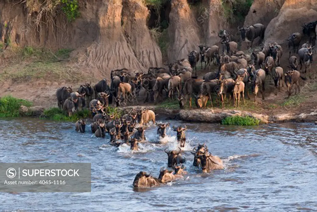 Kenya, Masai Mara National Reserve, Herd of blue wildebeest (brindled gnu) (Connochaetes taurinus) crossing Mara River
