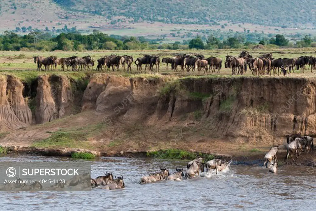 Kenya, Masai Mara National Reserve, Herd of blue wildebeest (brindled gnu) (Connochaetes taurinus) crossing Mara River