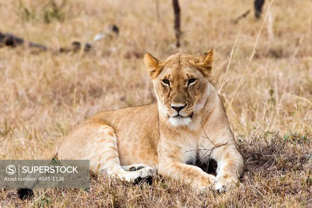 Kenya, Masai Mara National Reserve, Close-up of Female lion (Panthera leo)
