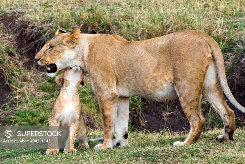 Kenya, Masai Mara National Reserve, Lion cub with lioness (Panthera leo) showing affection