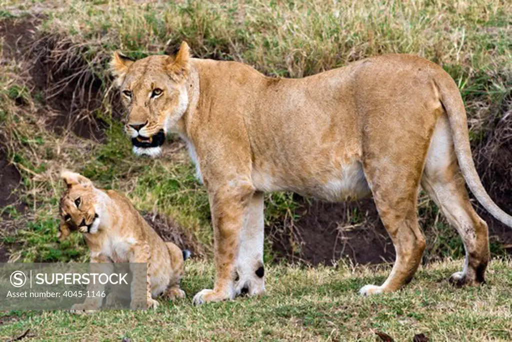 Kenya, Masai Mara National Reserve, Lion cub with lioness (Panthera leo)