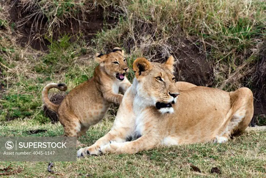 Kenya, Masai Mara National Reserve, Lion cub playing with lioness (Panthera leo)