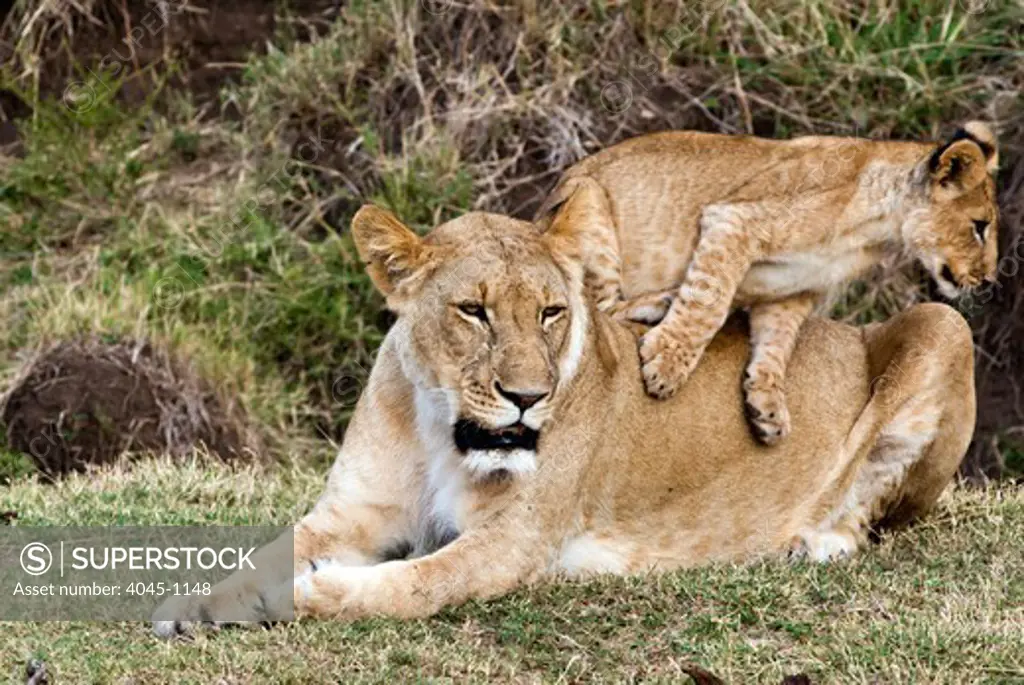 Kenya, Masai Mara National Reserve, Lion cub playing with lioness (Panthera leo)