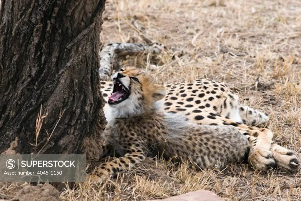 Kenya, Masai Mara National Reserve, Cheetah (Acinonyx jubatus) cubs with mouth open