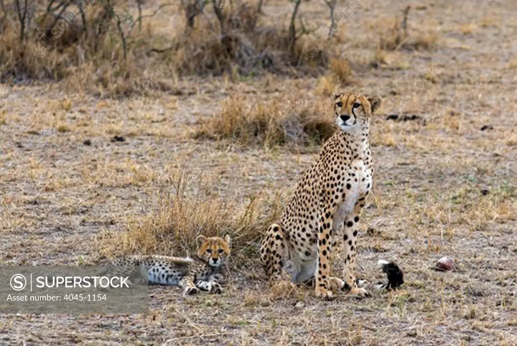 Kenya, Masai Mara National Reserve, View of Cheetah (Acinonyx jubatus) mother and two cubs