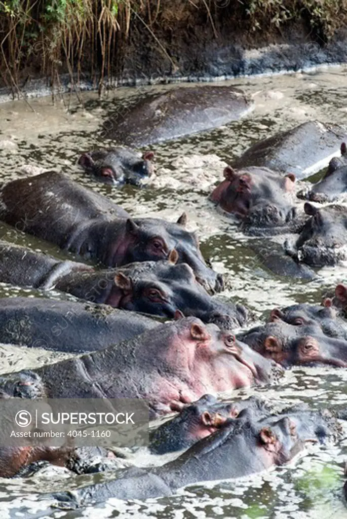 Kenya, Masai Mara National Reserve, Herd of Hippopotamuses (Hippopotamus amphibius)