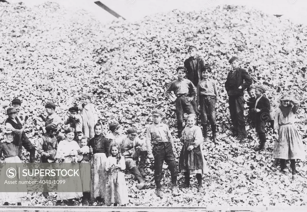 Children workers husking oysters, Mississippi, 1911.