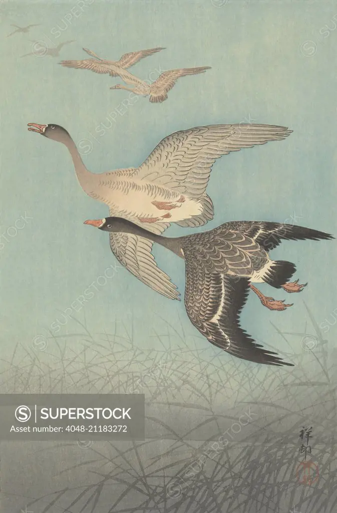 White-Fronted Geese in Flight, by Ohara Koson, 1925-36 , Japanese print, color woodcut (BSLOC_2016_3_288)
