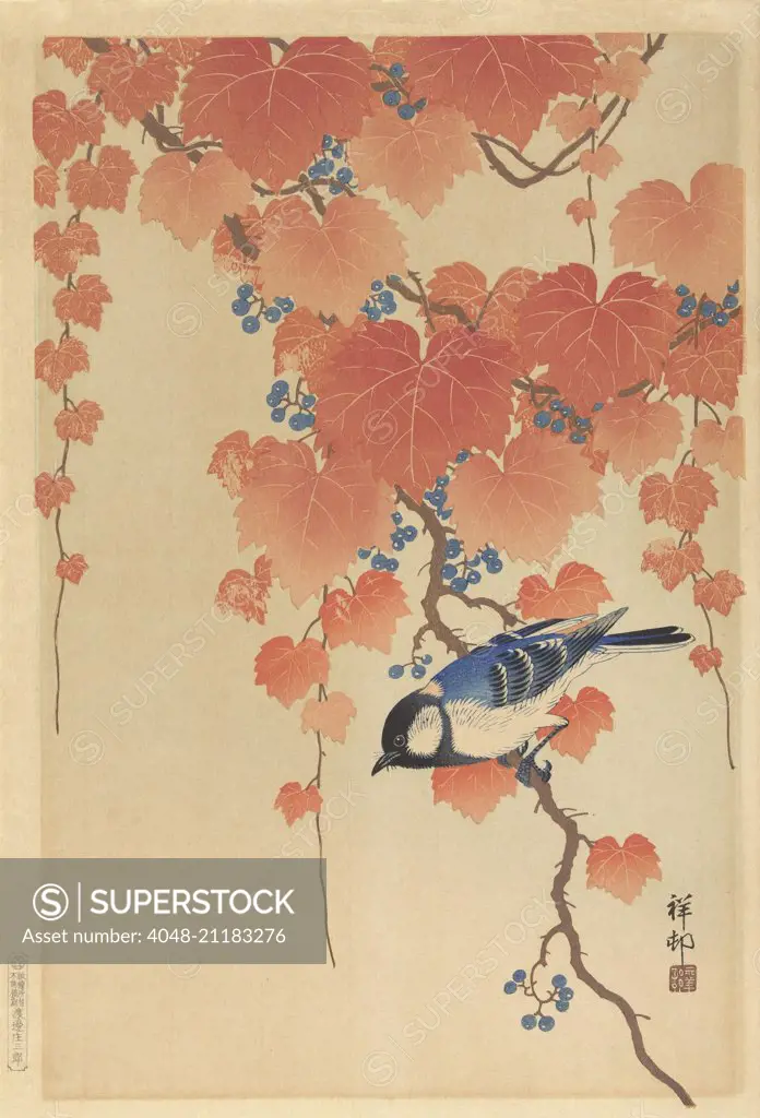 Great Tit on Paulownia Branch, by Ohara Koson, 1925-36, Japanese print, color woodcut (BSLOC_2016_3_290)