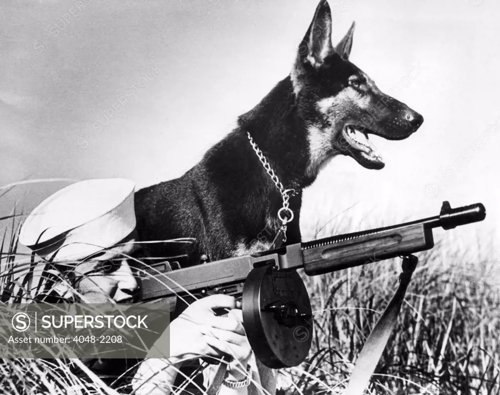 A trained german shepherd sitting watch for a Coast Guardsman, circa 1942