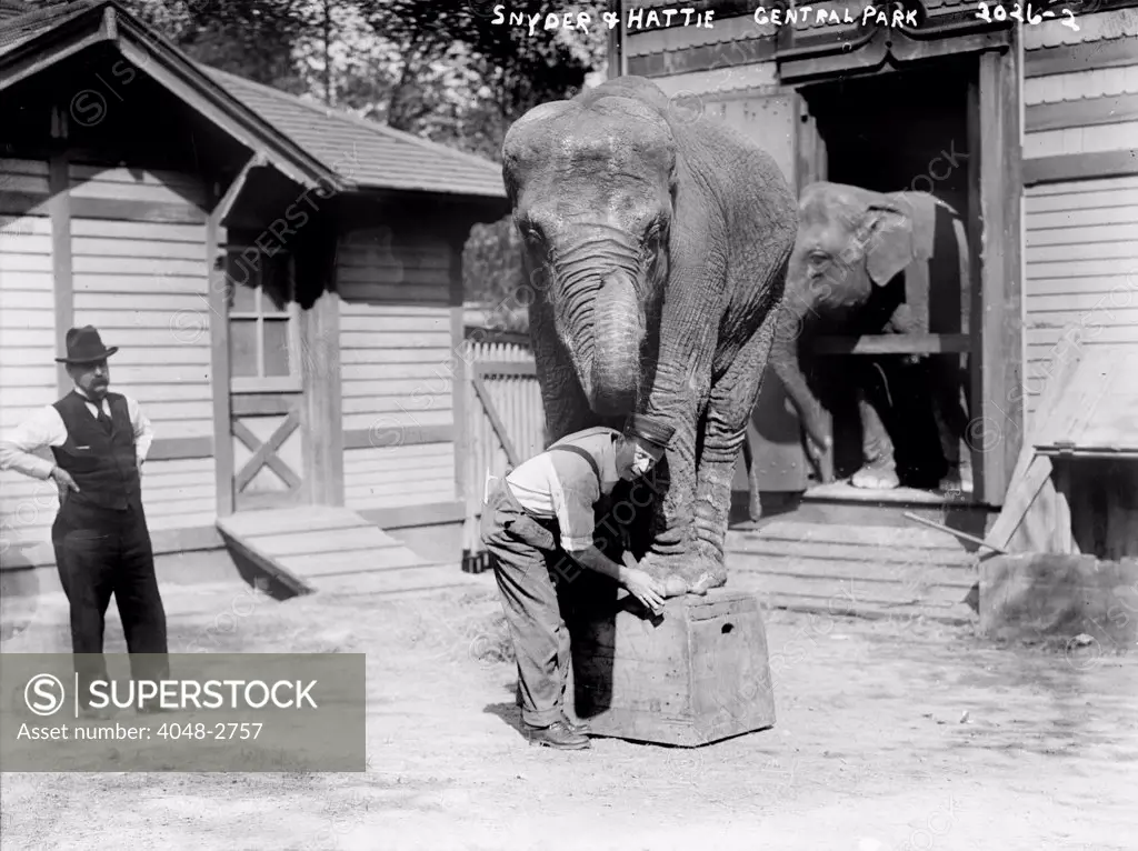 Bill Snyder (right), elephant trainer, and Hattie the elephant, in Central Park, New York City, circa early 1900s.