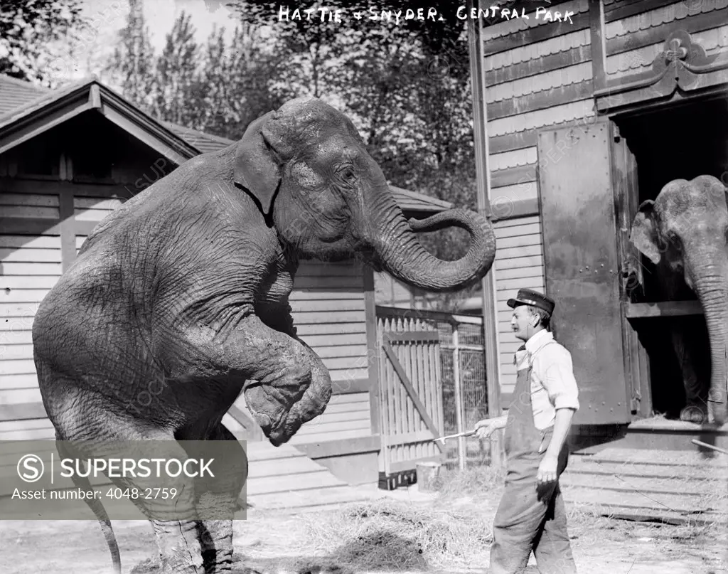 Bill Snyder, elephant trainer, and Hattie the elephant, in Central Park, New York City, circa early 1900s.
