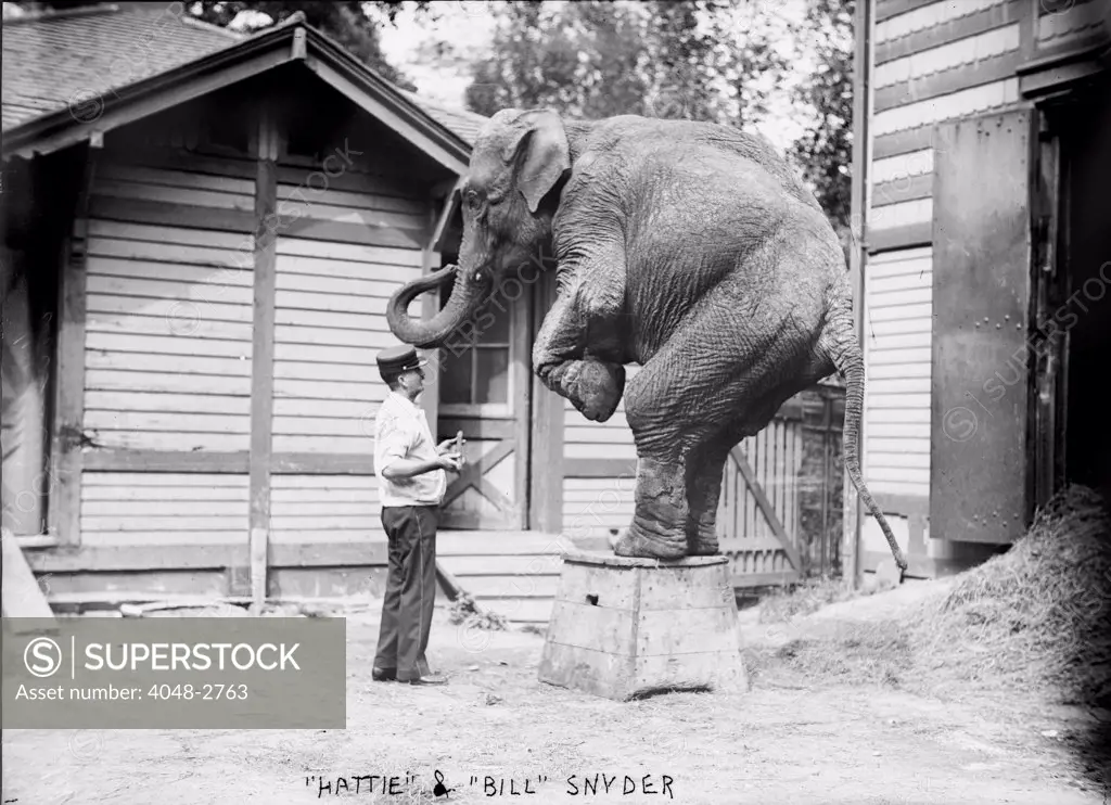Bill Snyder, elephant trainer, and Hattie the elephant, in Central Park, New York City, circa early 1900s.