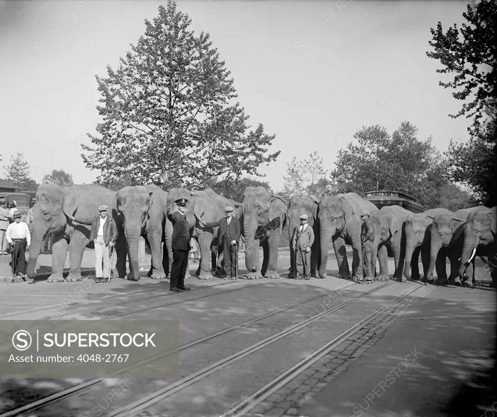 Elephants lines up, June 9, 1929.
