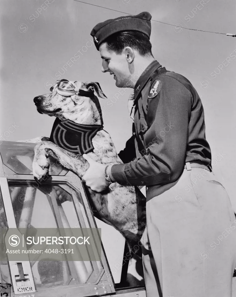 World War II, Tiger, a six-month old, 125 pound great dane earned his Sergeant's stripes by rousing a whole barracks of men at the Enid, Oklahoma flying school each morning, his master, Lieutenant Robert E. Davidson lifts him into a plane, circa 1942.