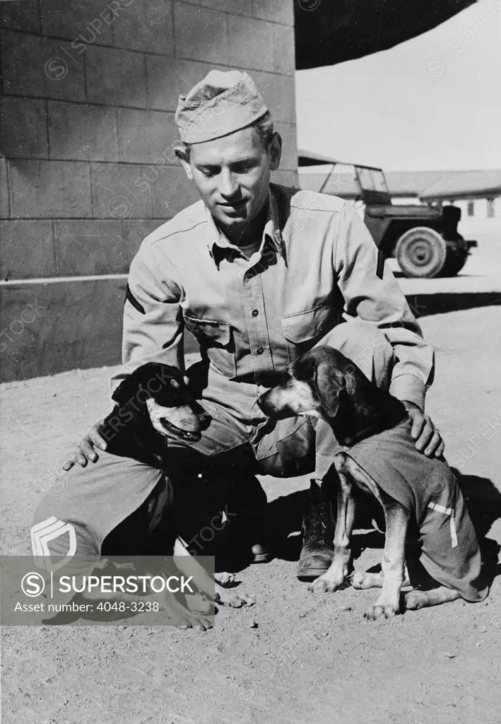 World War II, Private First Class Norman Diamond, gives a congratulatory pat to Staff Sergeant Basic and Private First Class Adler, have just received promotions under authority of DL (Dog Land) regulation 0000-900. They are mascots of a U.S. Signal Service in India, circa 1942.