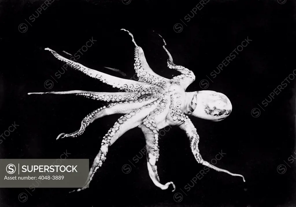 Octopus, photograph circa 1898-1916.