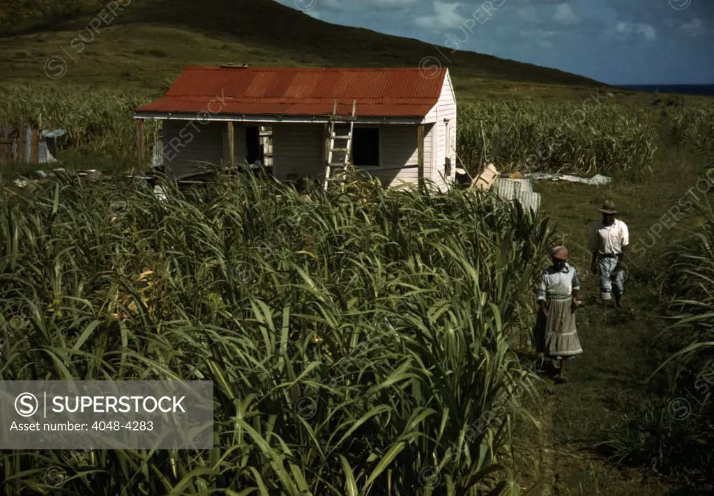 Puerto Rico. Tenant farmers by their house, Puerto Rico. Photograph by Jack Delano, 1941.