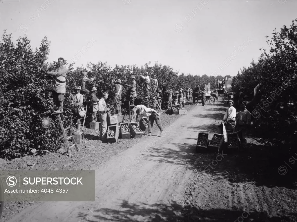 California, California Citrus Heritage Recording Project, view of workers harvesting oranges in groves, Riverside County, circa 1930s.