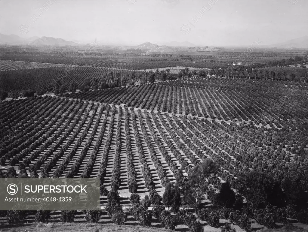 California, California Citrus Heritage Recording Project, view of Arlington Heights citrus groves, Riverside County, circa 1930s.