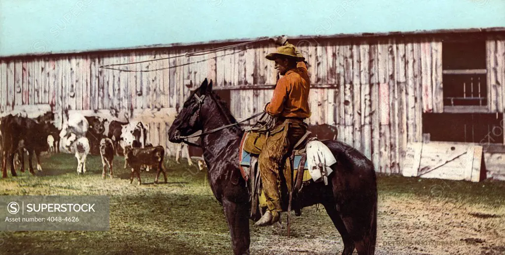 Cowboy throwing lariat, Colorado, photochrom, 1898