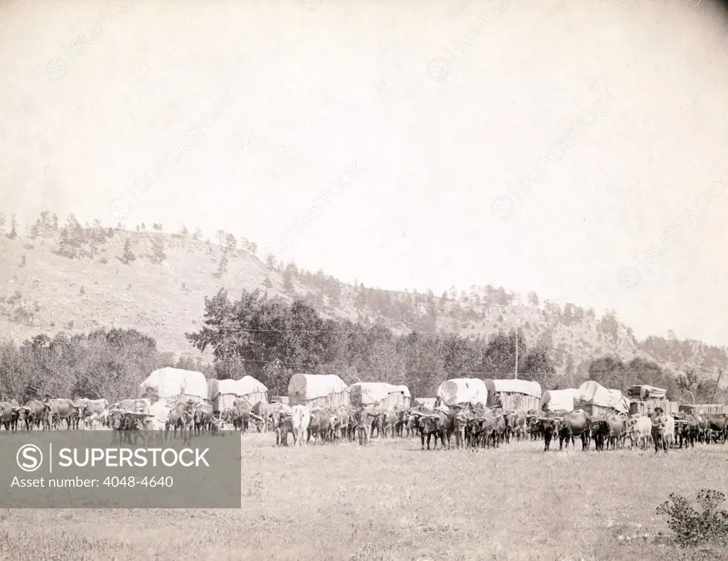Freighting in the Black Hills. Several ox teams and wagons in a valley, Dakota Territory. photo by John C. Grabill, 1887