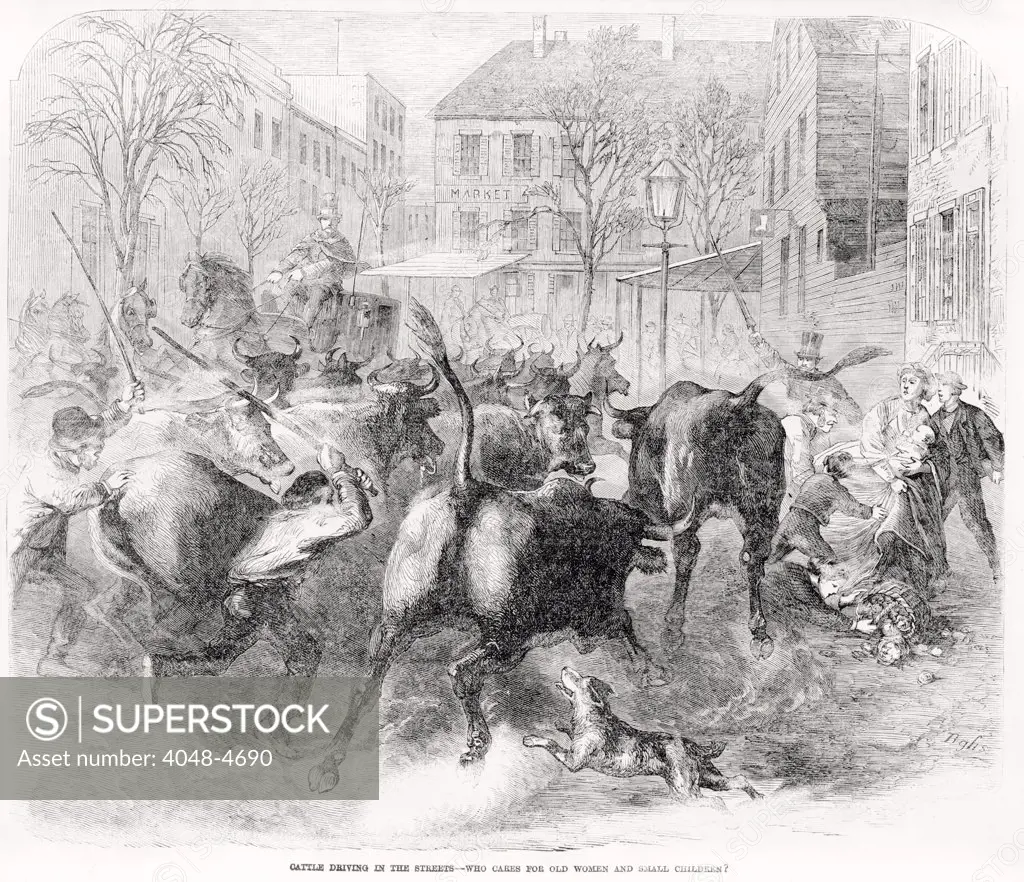 Cattle driving in the streets, text reads: 'Who cares for old women and small children' print shows men driving cattle through busy city streets, knocking down pedestrians and disrupting carriage traffic, wood engraving, 1866