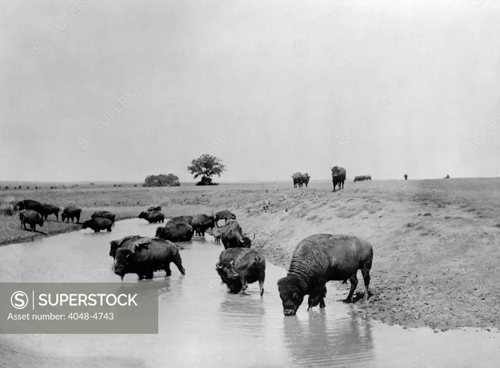 Buffalo at water. A herd of bison at a lake in Yellowstone National Park. c1905