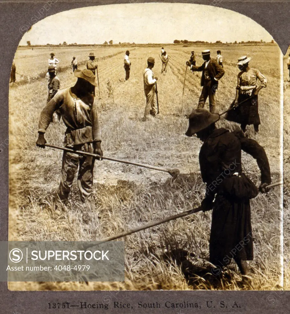 Hoeing rice. African American farm workers in a rice field. South Carolina, stereocard ca. 1904