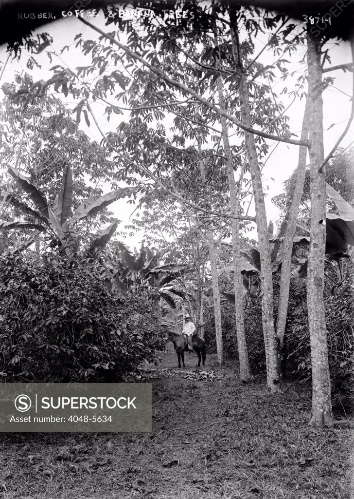 Rubber, coffee and banana trees, 1910s