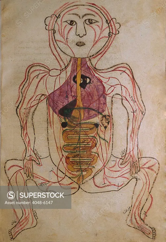 The human circulation system, from MANSUR'S ANATOMY, authored by the Persian scholar and physician, Mansur ibn Ilyas (ca. 1370-1423). The arteries are shown with the internal organs indicated in opaque watercolors. Ca. 15th or early 16th-century.