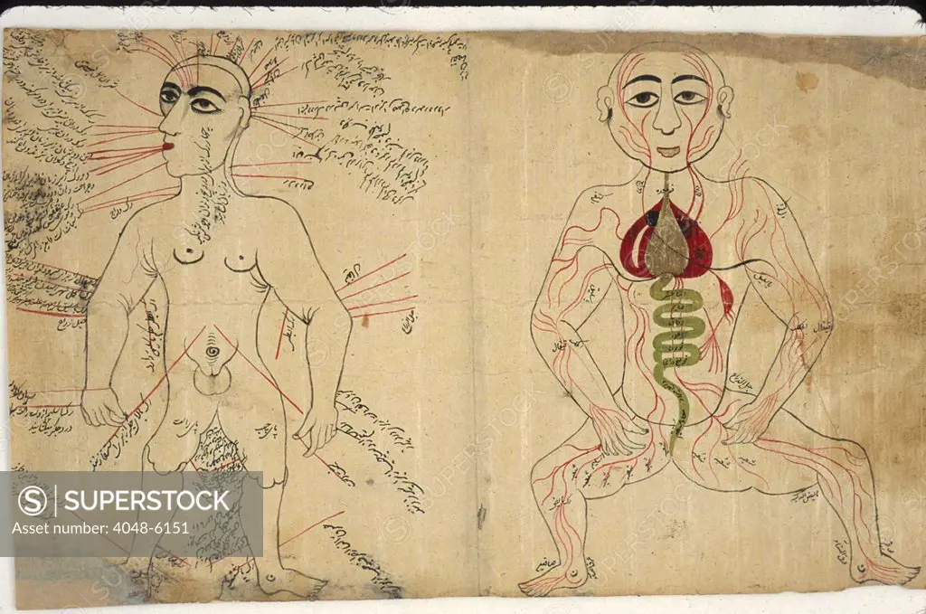 Two anatomical drawings from a Persian-language medical encyclopedia. Left figure shows a bloodletting points labeled on a body. Right figure shows the venous system, with the internal organs colored with opaque watercolors and some of the veins labeled. Ca. 18th century, from medieval Islamic sources.