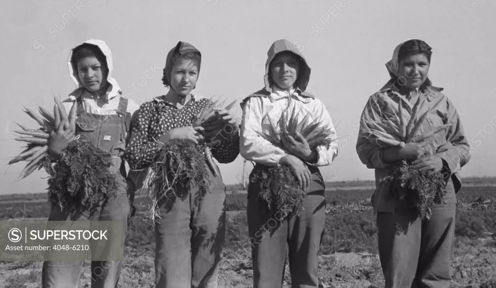 Mexican-American young women working as carrot pullers in Edinburg, Texas. February 1939 photograph by Russell Lee.