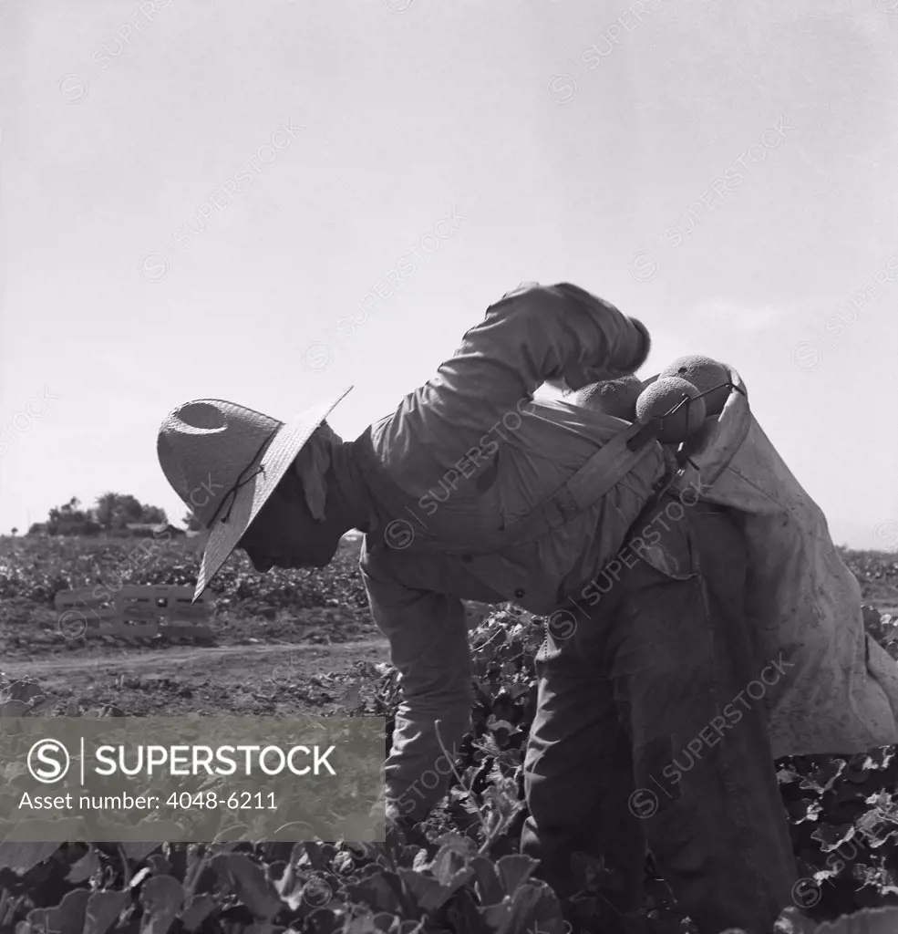 Mexican-American farm laborer bent over picking melons in the Imperial Valley, California. May 1937 photograph by Dorothea Lange.