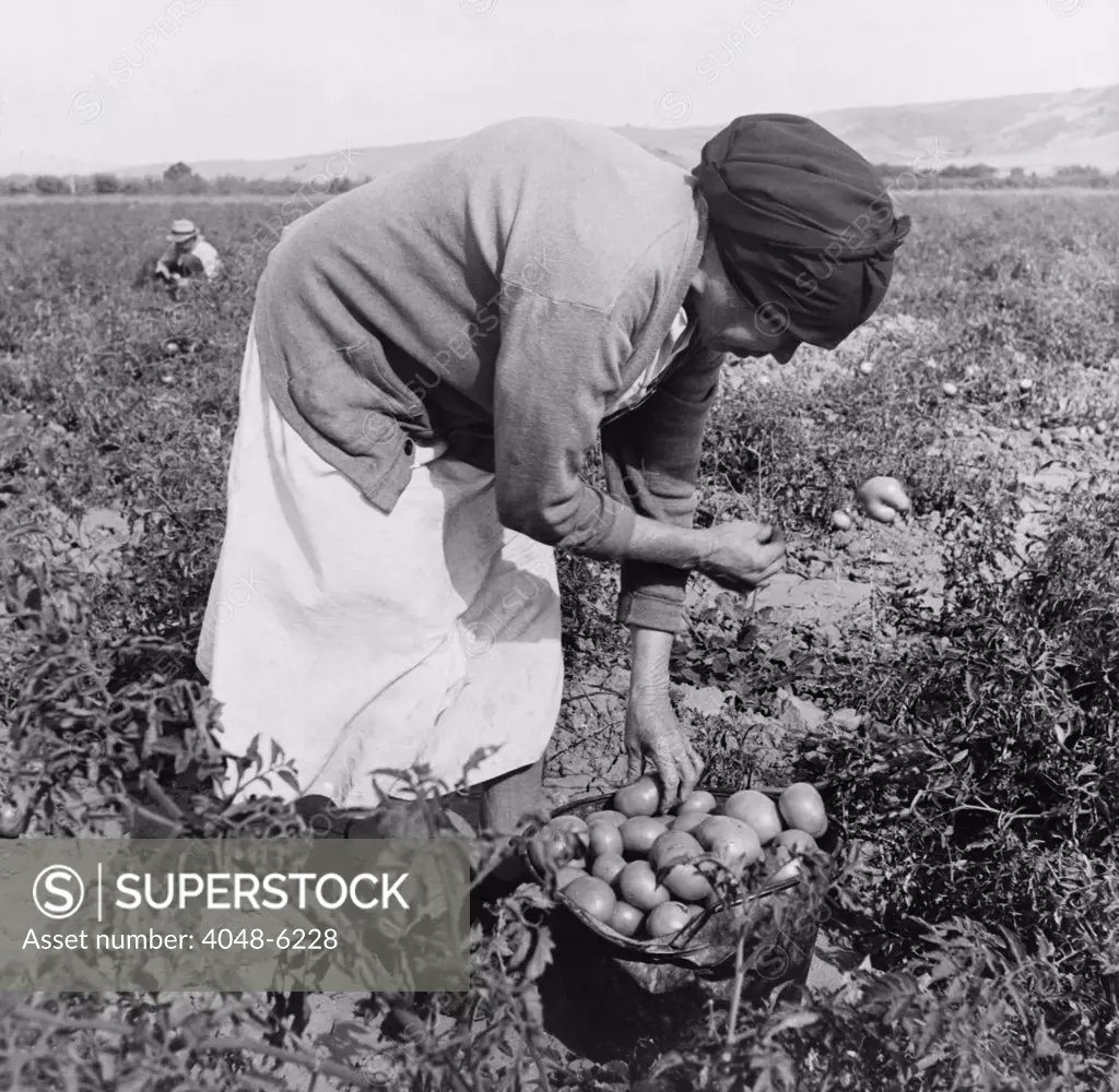 Middle-aged Mexican-American migrant woman, bend over while harvesting tomatoes in the Santa Clara Valley, California. November 1938 photograph by Dorothea Lange.