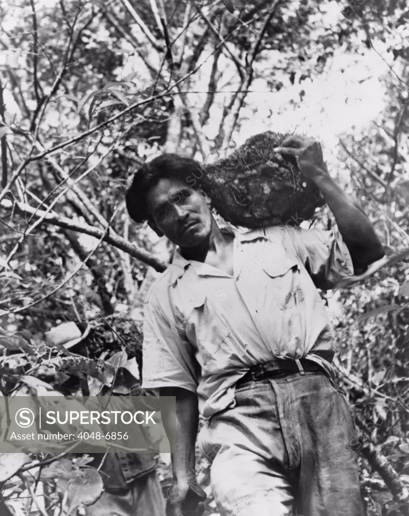 Mexican laborer carrying wild yams, cabezo de negro, in 1951, in a tropical rain forest. The plant is a natural source of therapeutic hormones traditionally used for women's reproductive health.
