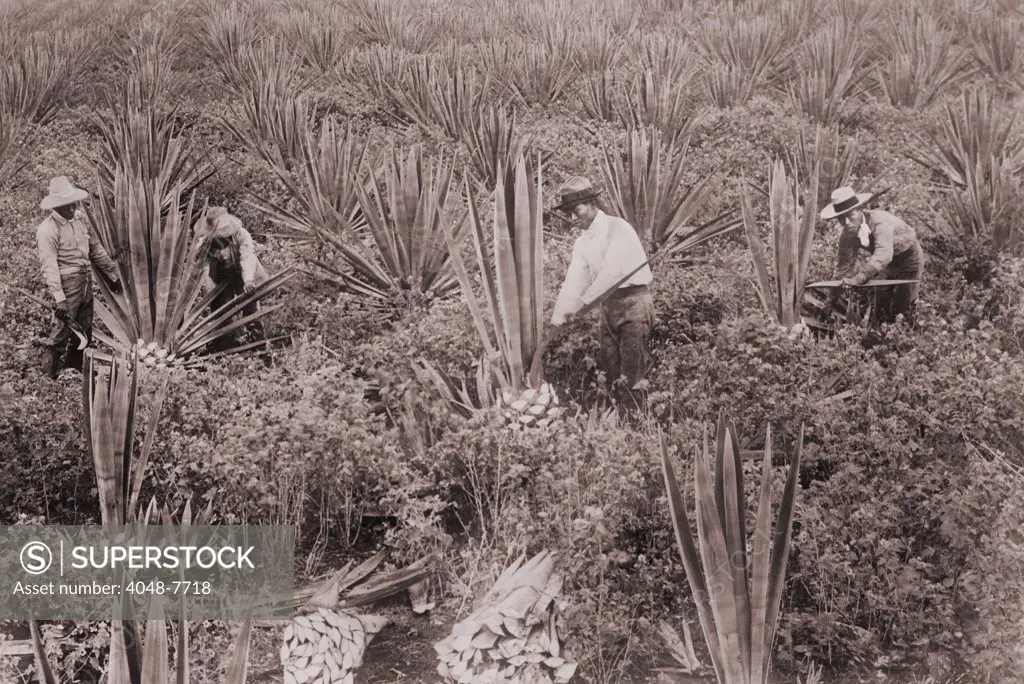 Japanese Americans on Sisal Plantation in Hawaii ca. 1915. Japanese emigrated to Hawaii and the American west coast from 1885 until 1907 when the United States and Japanese 'Gentleman's Agreement ' effectively ended Japanese immigration.