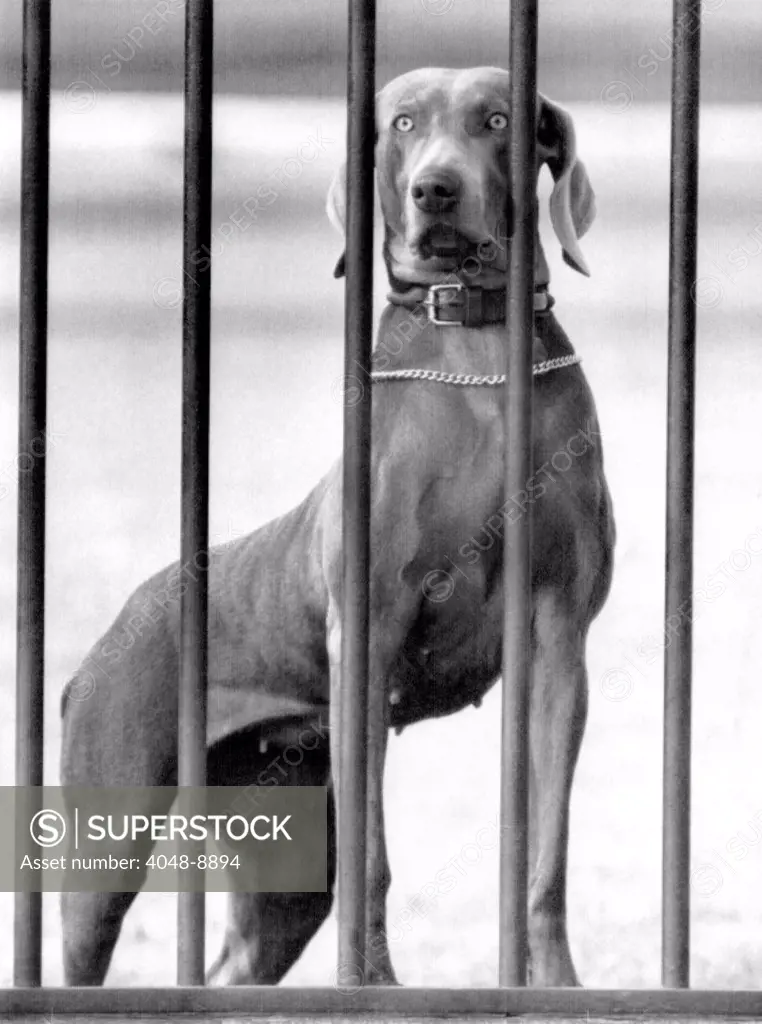 President Eisenhower's dog, Heidi, a Weimaraner, peering out the White House fence. March 5, 1958.